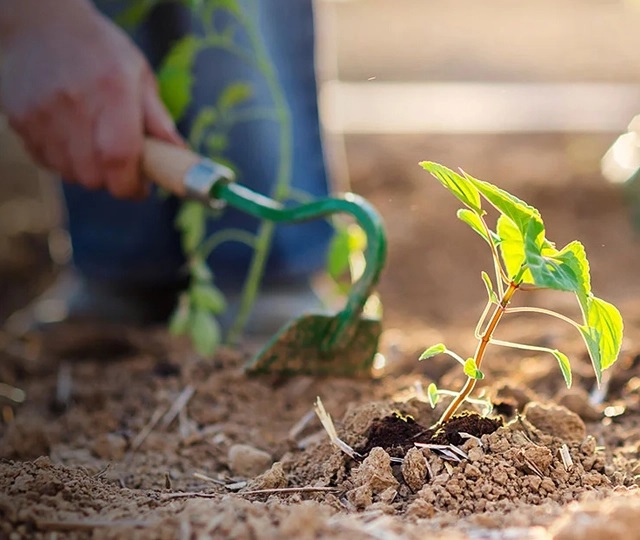 Man using garden hand tool next to green plants