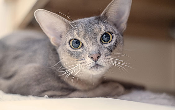 Grey Abyssinian Kittens