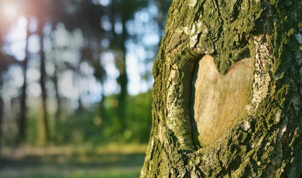 Tree with heart carved into the bark