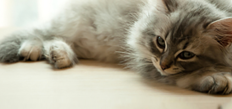 Pet insurance