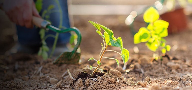 Man using garden hand tool next to green plants