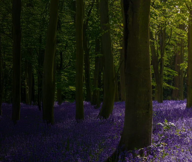 Bluebell meadow, full of tall trees at sun rise