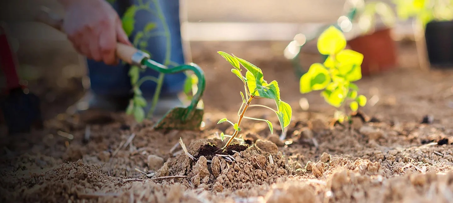 Man using garden hand tool next to green plants