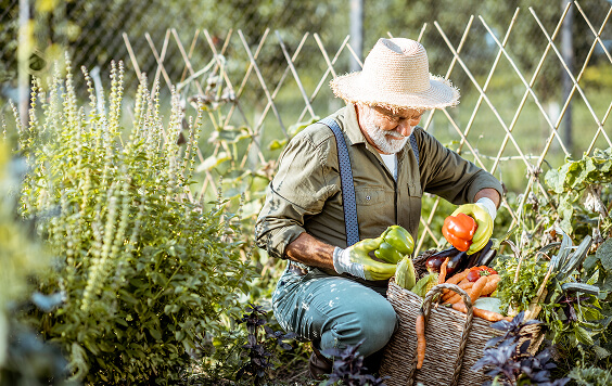 Older male doing some gardening